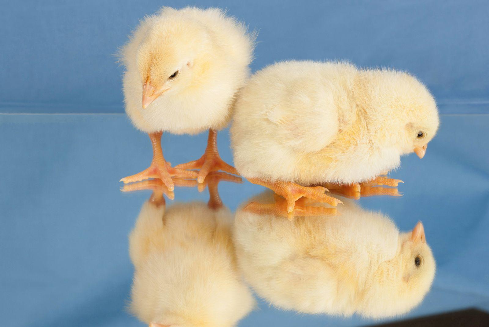 Guam partially lifts poultry ban under strict rules 